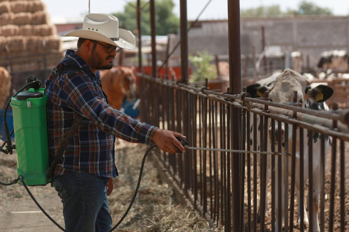 Chihuahua: Ganaderos implementan medidas ante llegada del gusano barrenador