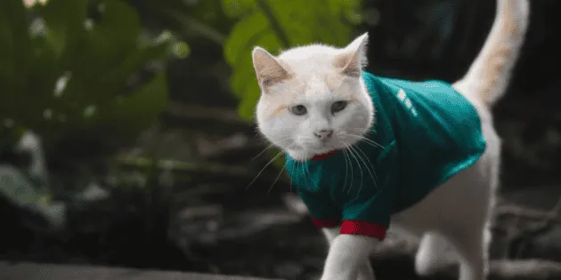Ciudad de México: Gato de Palacio Nacional compite y se vuelve viral
