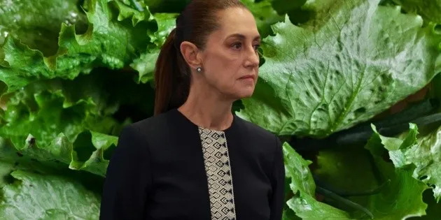 Ciudad de México: Sheinbaum informa sobre estudio epidemiológico de lechuga