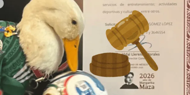 Guadalajara: Ley Merlín y su vínculo con el pato mundialista