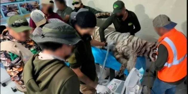 Guadalajara: Profepa confirma la muerte de Kenzo, tigre de bengala