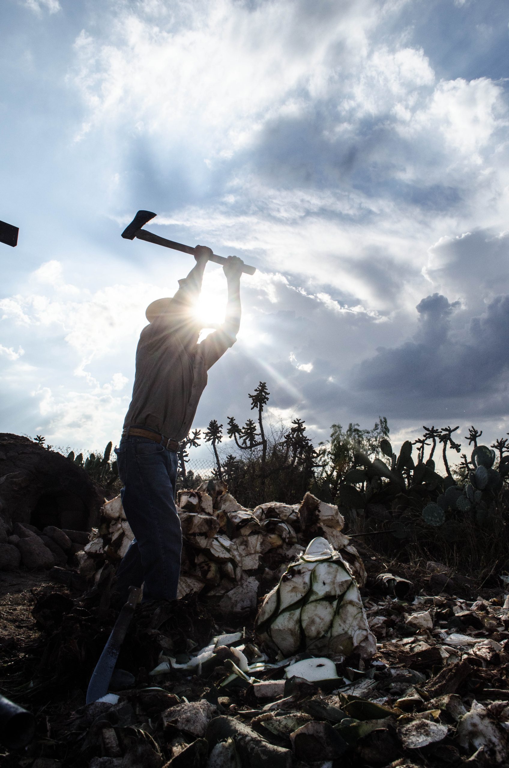 Guanajuato: Fortalece su liderazgo en producción de agave tequilero