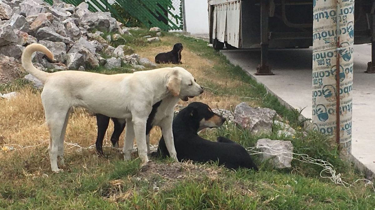 Guanajuato: Proponen crear Fiscalía contra maltrato animal