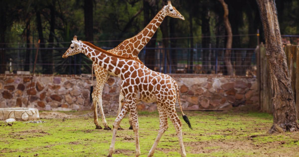Jirafa muere por accidente en el Zoológico de León, Guanajuato
