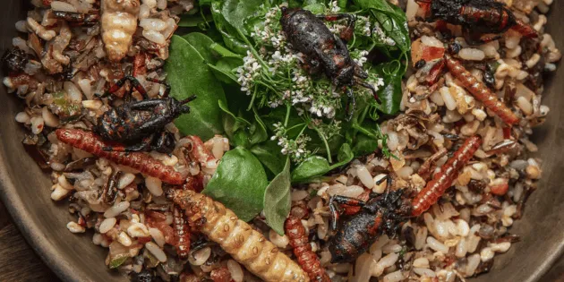 México: Insectos comestibles más populares en la gastronomía nacional