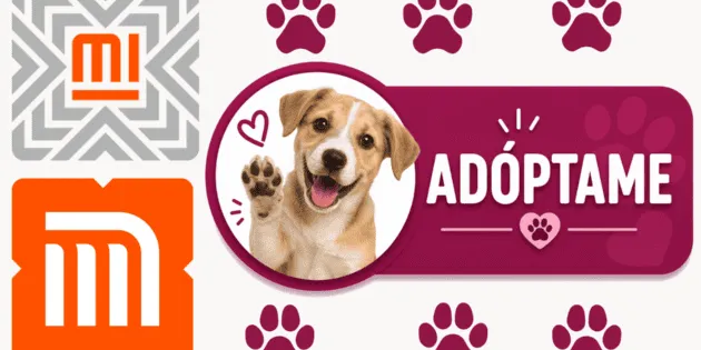 México: Refugio del Metro CDMX celebra 9 años fomentando adopciones