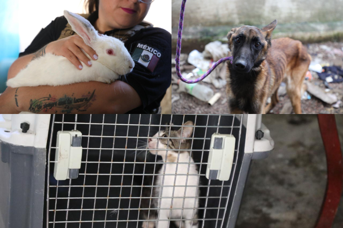 Morelia: Rescatan pastor belga y otros cuatro animales en operativo de la FGE