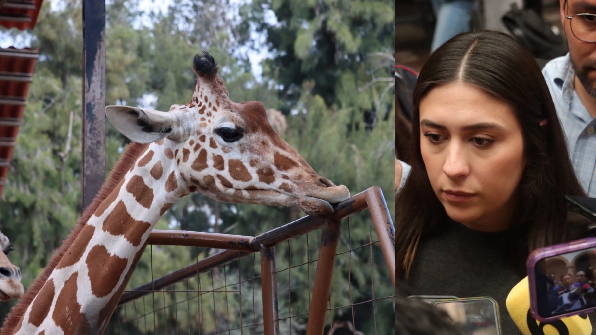 Muerte de jirafa Oldie en ZooLeón por falla eléctrica y curiosidad