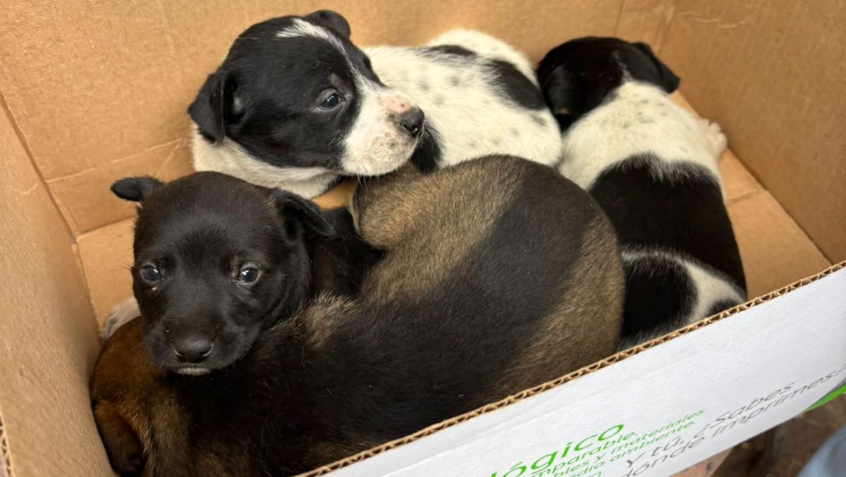 Purísima del Rincón: Rescatan a 5 cachorros en la localidad