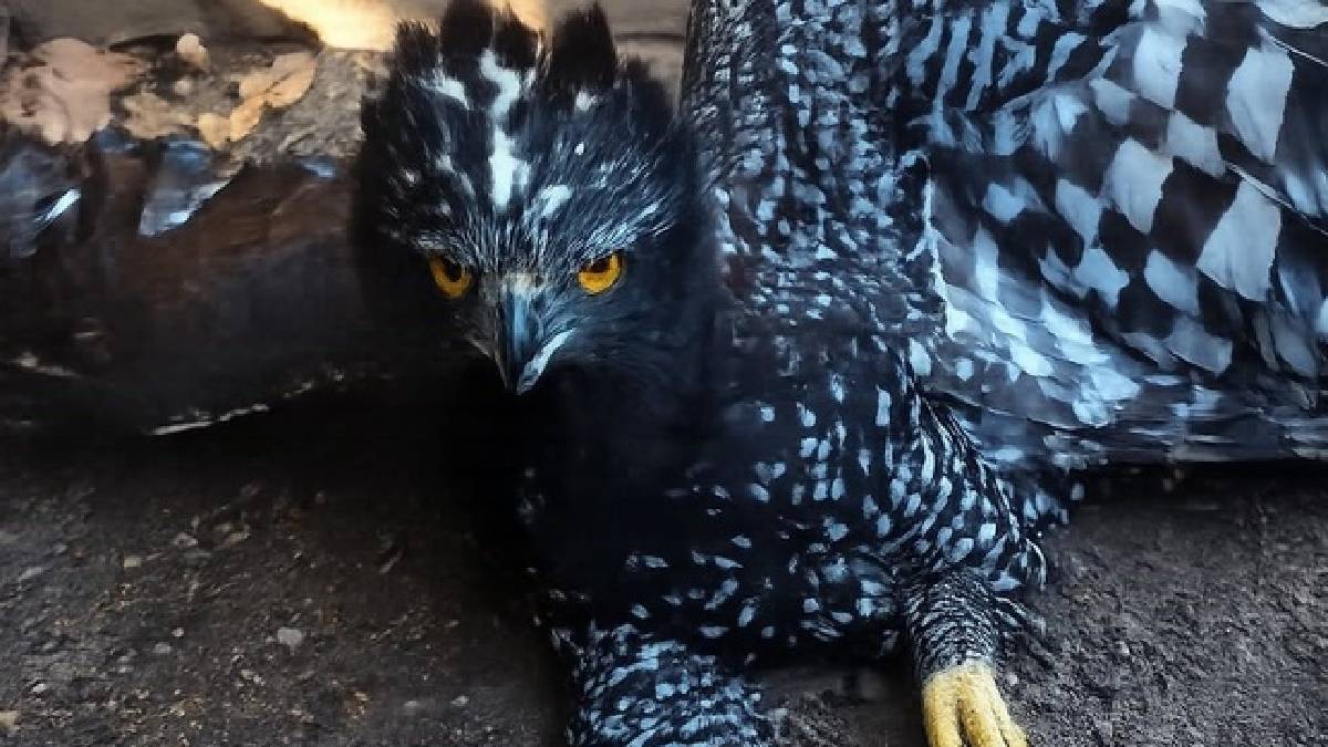 Querétaro: Registran histórico avistamiento de águila tirana en la Sierra Gorda