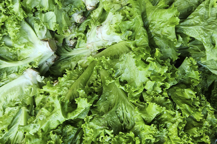Taylor Farms retira lechuga de producción mexicana por ciclosporiasis