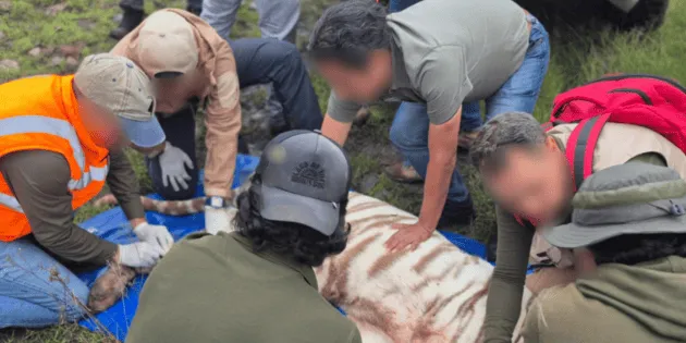 Tepetlaoxtoc: Estado actual del tigre blanco local