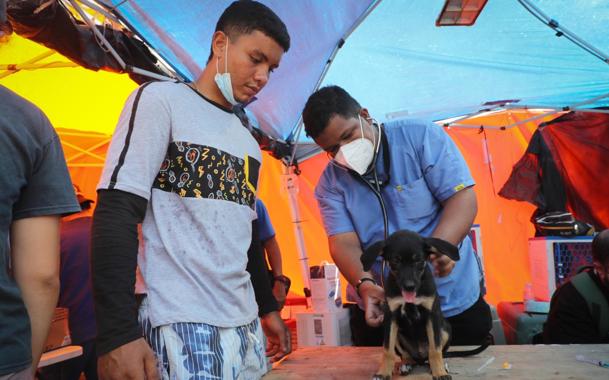 Venezuela: Refugios de animales colapsan tras devastadores terremotos