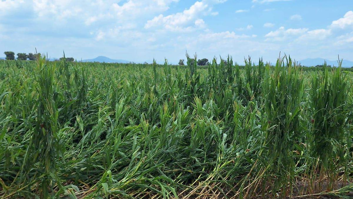 Agricultores de Pénjamo enfrentan pérdidas tras devastadora granizada