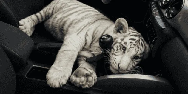 CDMX: Capturan a hombre por transportar tigre de bengala blanco