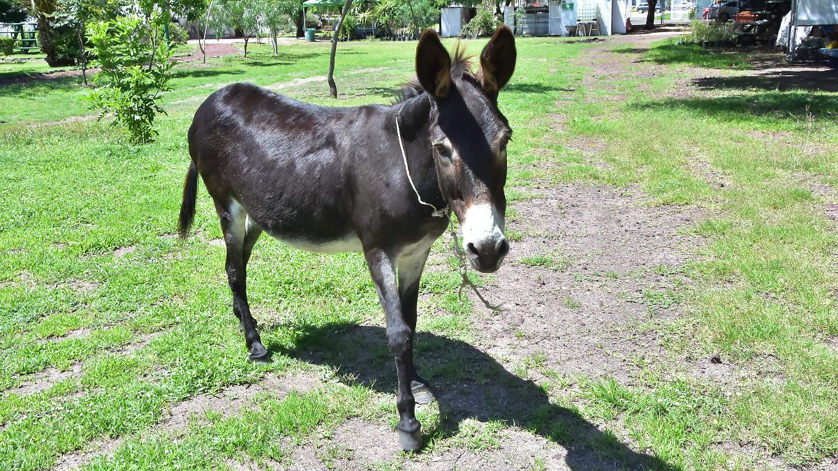 Chencha, la burrita estrella del Parque Ecológico de Irapuato