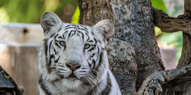 Ciudad de México: Multa por poseer especie en peligro de extinción