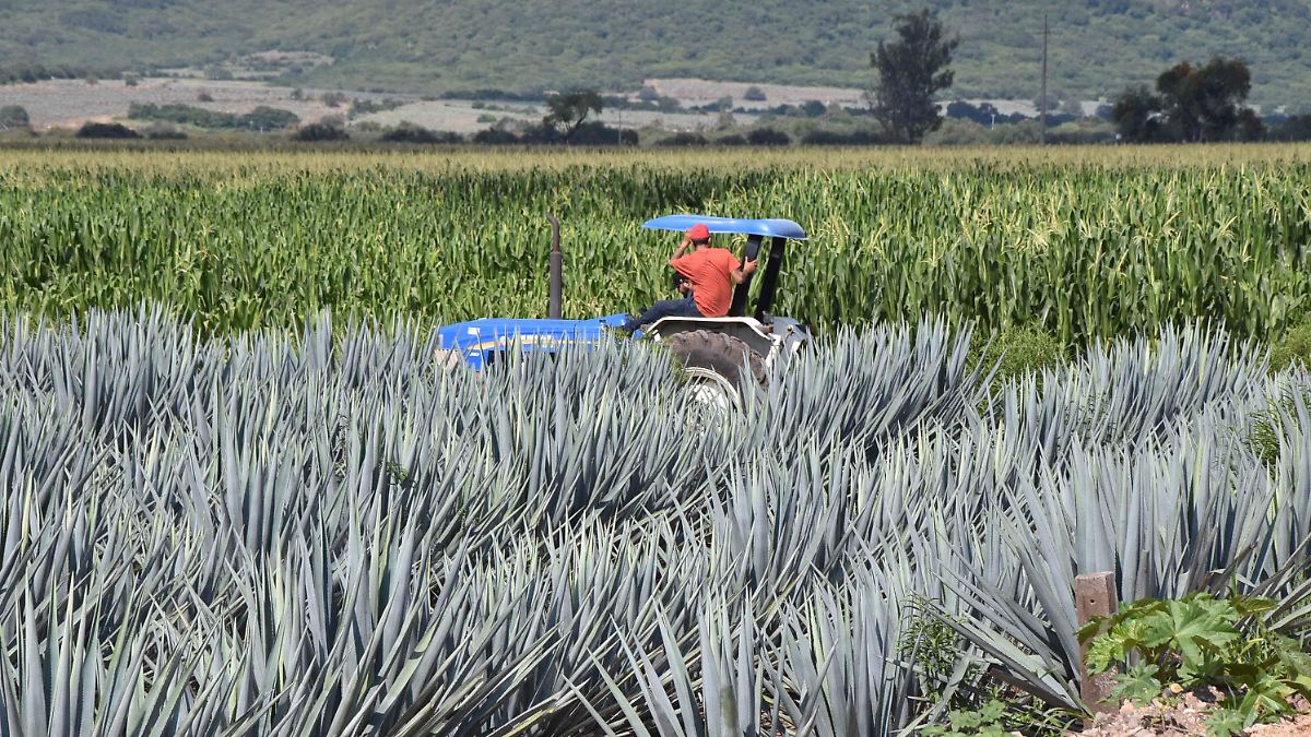Cuerámaro invierte en actividades del campo y mejora de infraestructura rural.