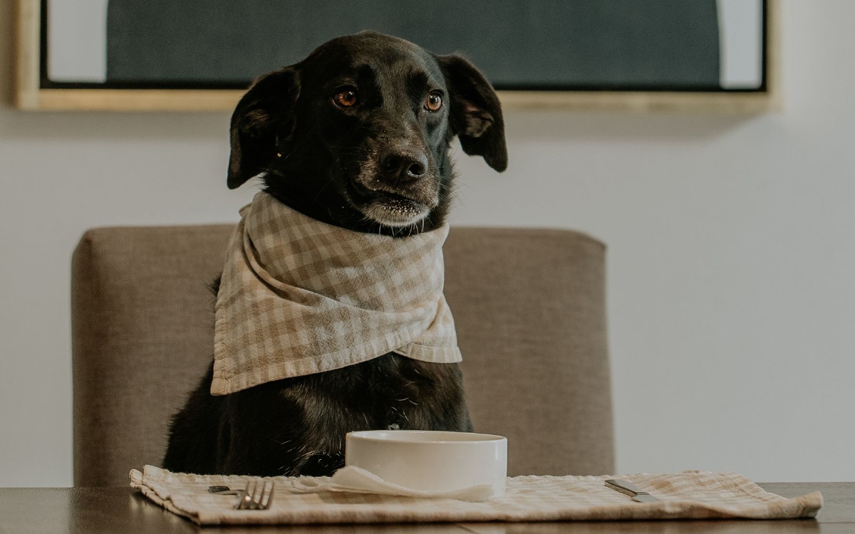 EE. UU. retira comida para perros por riesgo de salmonela