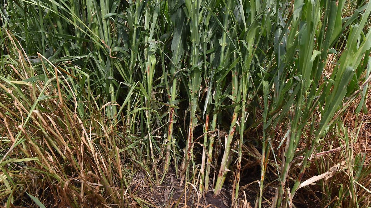 Granizadas causan daños en 750 hectáreas de Cuerámaro, informa Jesús Raya González