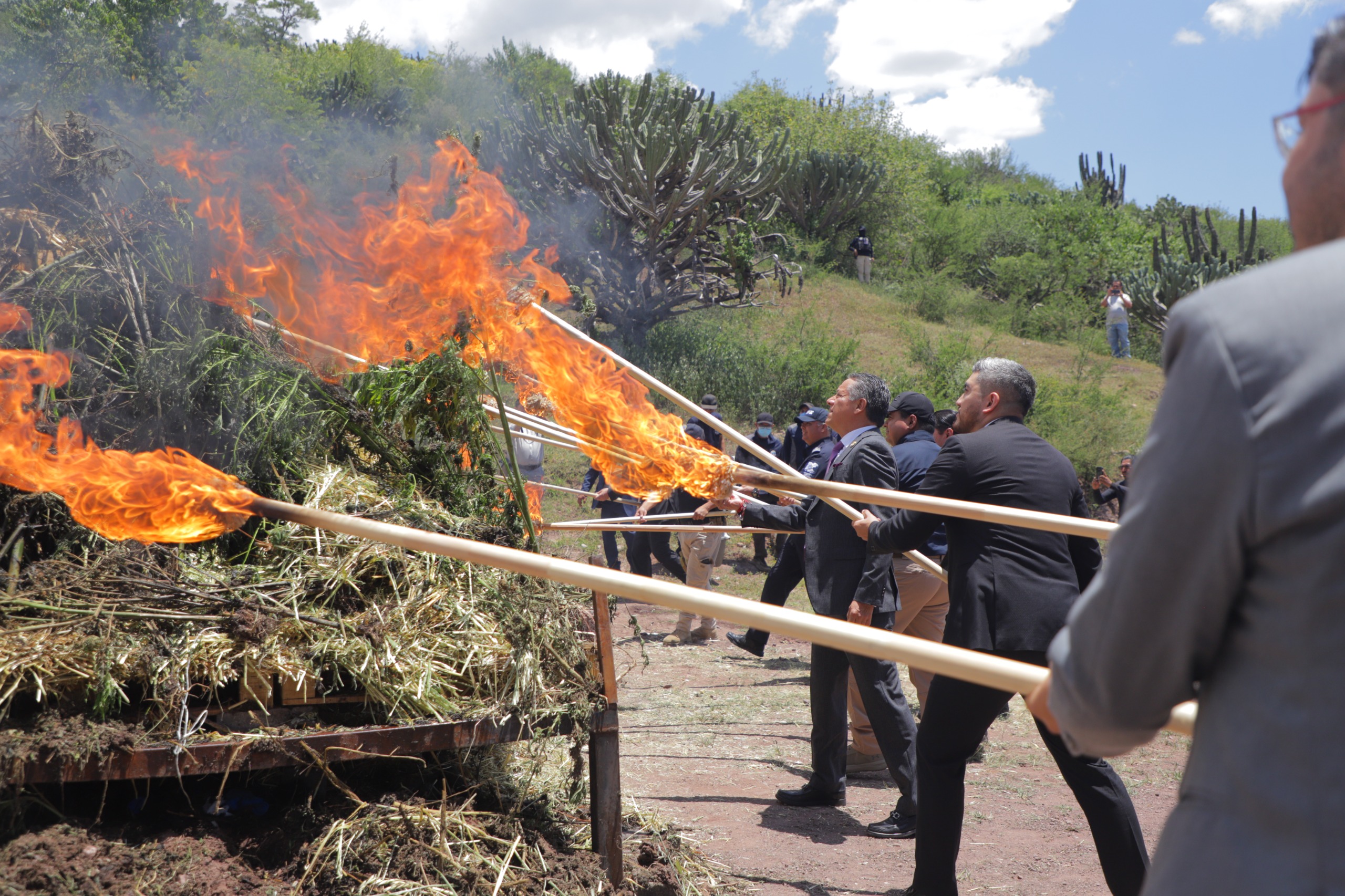 Guanajuato: Fiscalía destruye más de 2 toneladas de cannabis en Romita