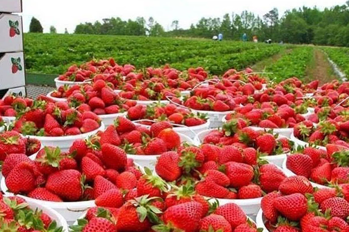 Investigación de EE. UU. sobre dumping en fresas afecta a México