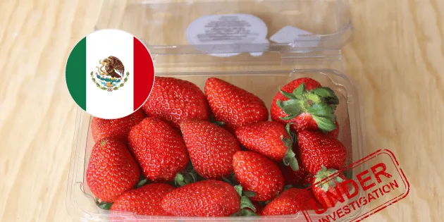 Irapuato: Implicaciones del dumping en exportaciones de fresa a EE.UU.