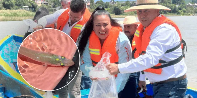 Lago de Pátzcuaro: Se liberan 80 mil crías de pez blanco