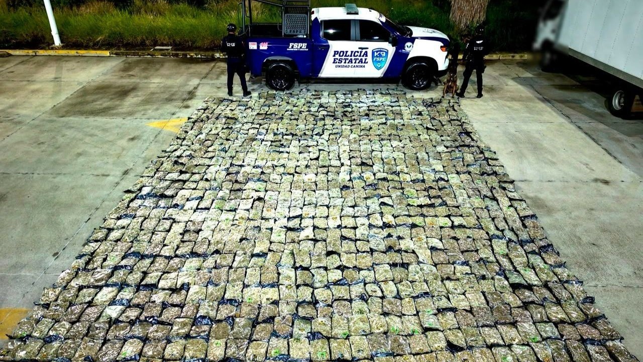 León: Perro 'Orkan' de FSPE halla 500 kg de marihuana