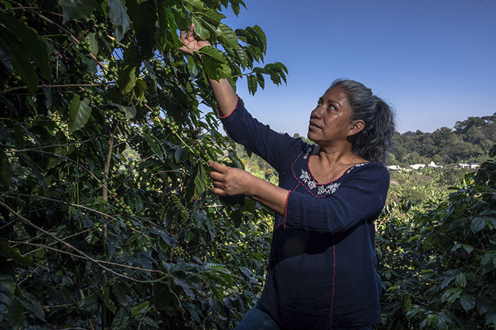 Más de 1.1 millones de indígenas y afromexicanos acceden a apoyos