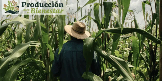 México: Fechas del próximo pago del programa Producción para el Bienestar 2026