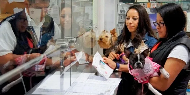 México: Gobierno exige certificados para perros y aves de EE. UU.
