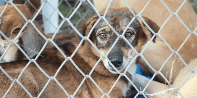 México: Marco legal sobre la protección de mascotas en el país
