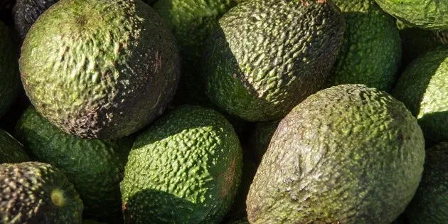 Michoacán: 75 % de empaques de aguacate están habilitados según SADER