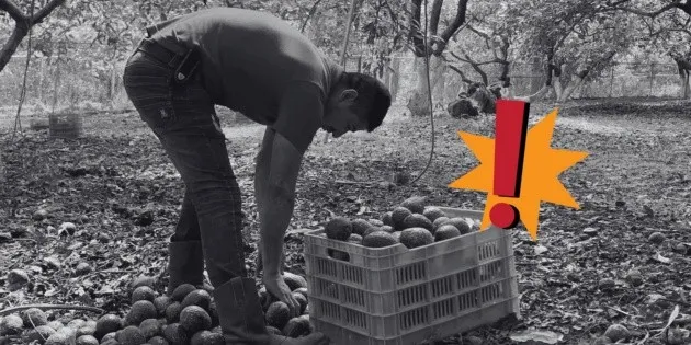 Michoacán: Capturan a "El Vikingo", extorsionador de aguacateros