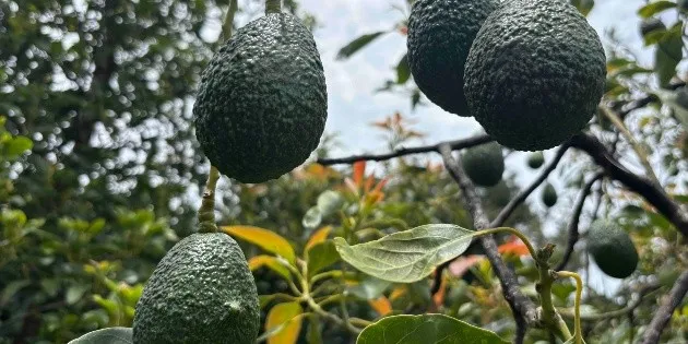 Michoacán: Despliegue militar para proteger la producción de aguacate