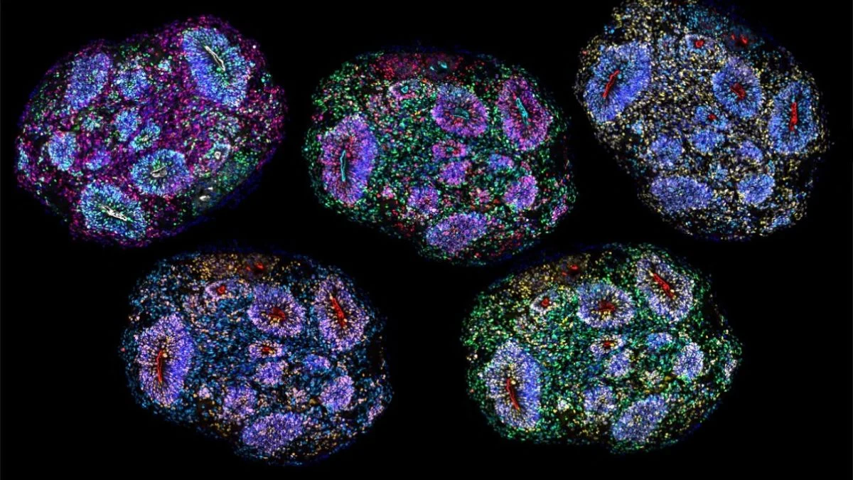 Mini cerebros: ¿Cómo registran el paso del tiempo de forma efectiva?
