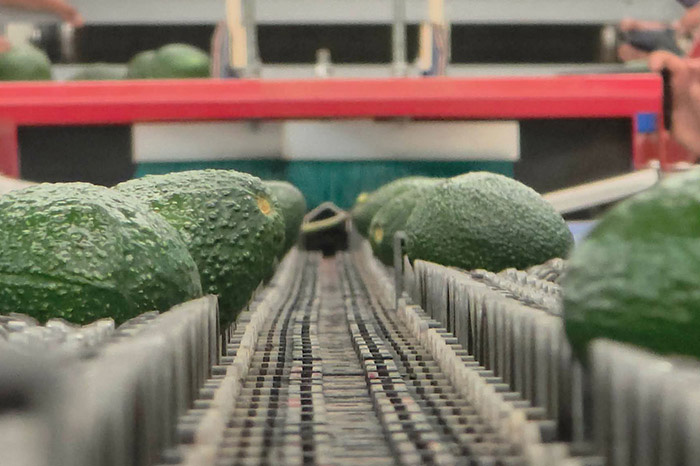 Morelia: EE.UU. reinicia inspecciones de aguacate en Michoacán