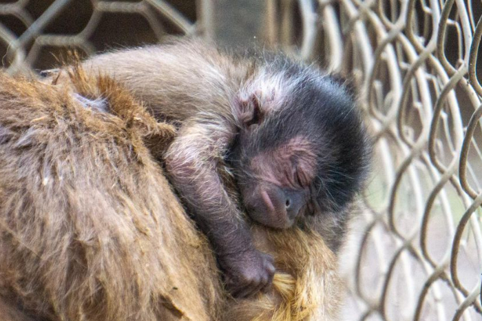 Morelia: Nace cría de mono capuchino en el zoológico local