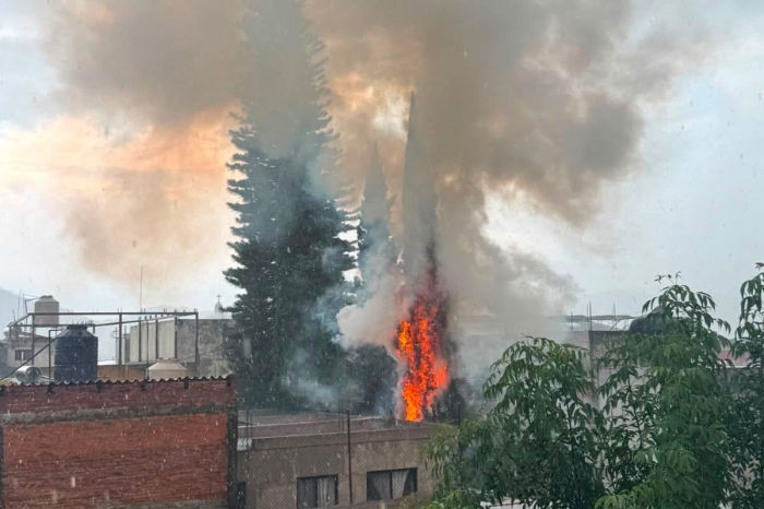 Morelia: Rayo causa incendios en árbol de la colonia Centro