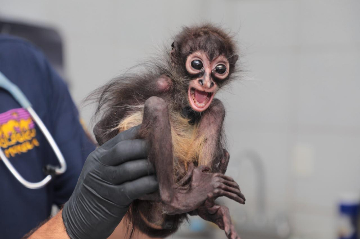 Morelia: Vinculan a Álvaro "N" por crueldad animal en caso de mono araña