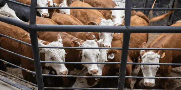 Sonora: Reanudan exportación de ganado a Estados Unidos
