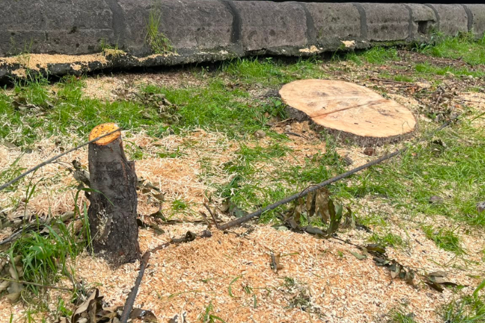 Tres Puentes: Detalles sobre trasplante y plantación de árboles