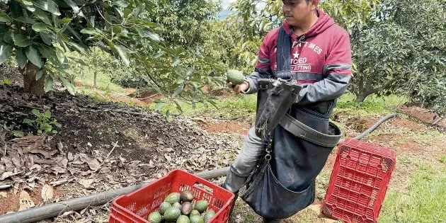 Uruapan: Detienen a 12 implicados en extorsión a aguacateros