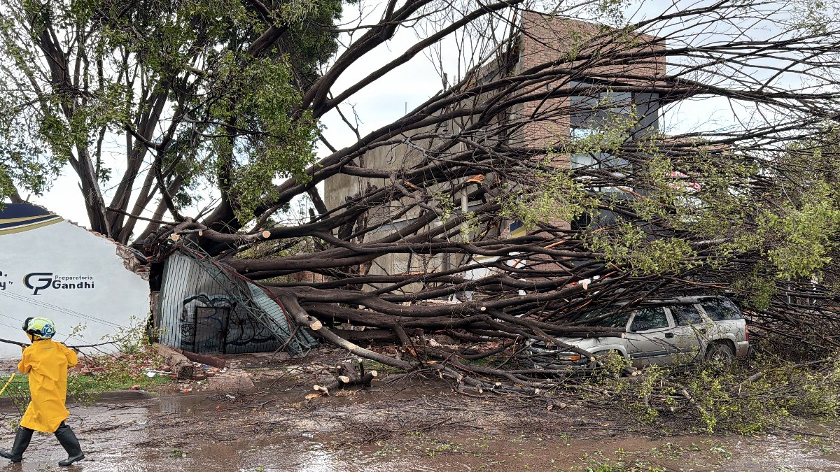 Árbol cae en bulevar Camino a Ibarrilla, daña camioneta y escuela en León