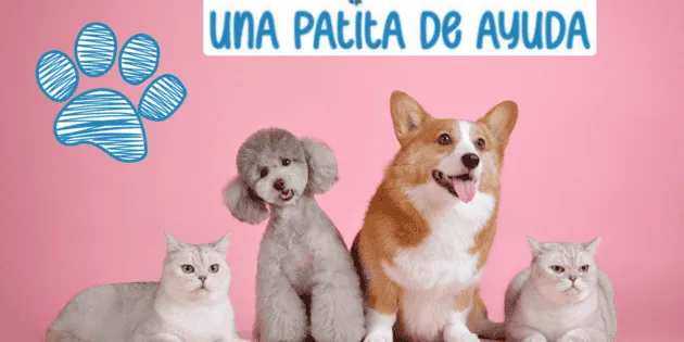 Azcapotzalco: Jornada de adopción y salud animal en FARO