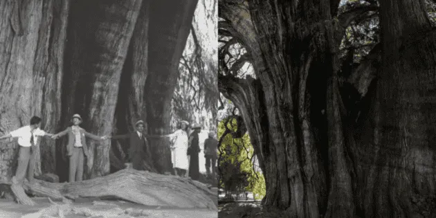 Chiapas: Descubren el árbol más viejo de México en La Sepultura