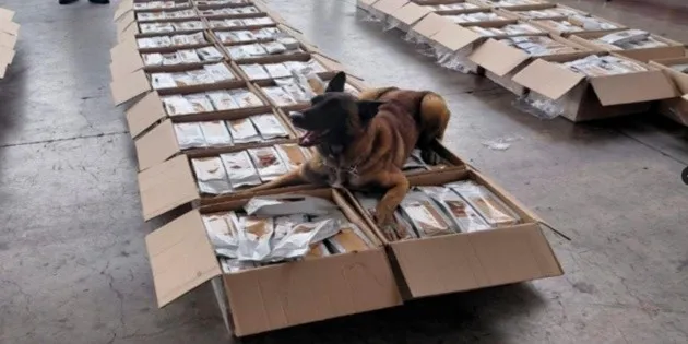 Ciudad de México: Perro identifica café adulterado con cocaína en AICM