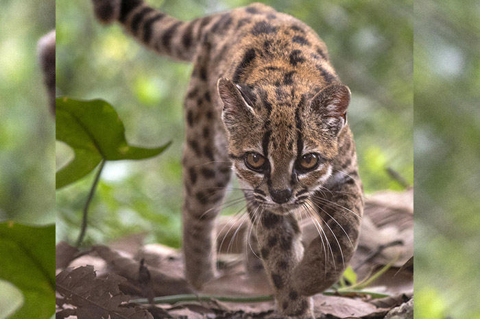 Descubren nueva especie de felino silvestre en Bolivia tras siglo de estudio
