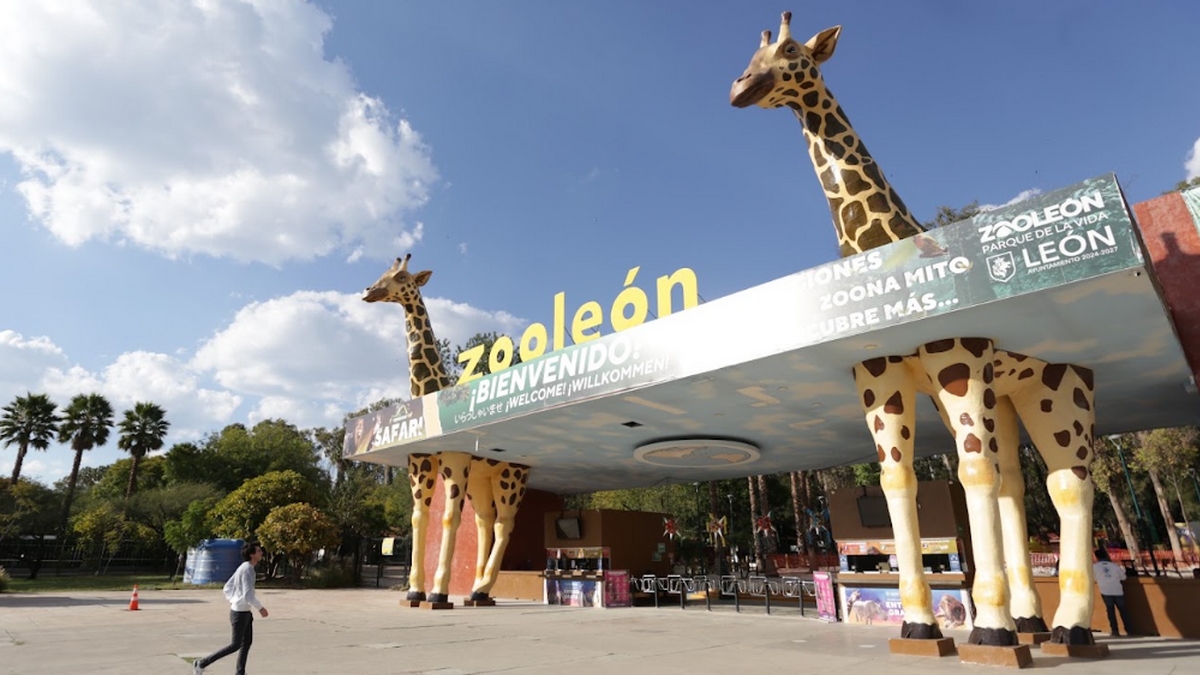 Fallece jirafa Mayra, de 4 años, en Zoológico de León; investigan causas